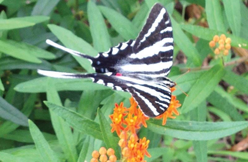 Zebra swallow-tail butterfly